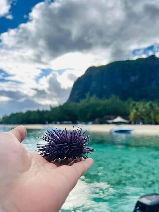 'Pieds dans l'eau': Snorkel & have Lunch on 'Benitier island - Lunch on Île aux Bénitiers