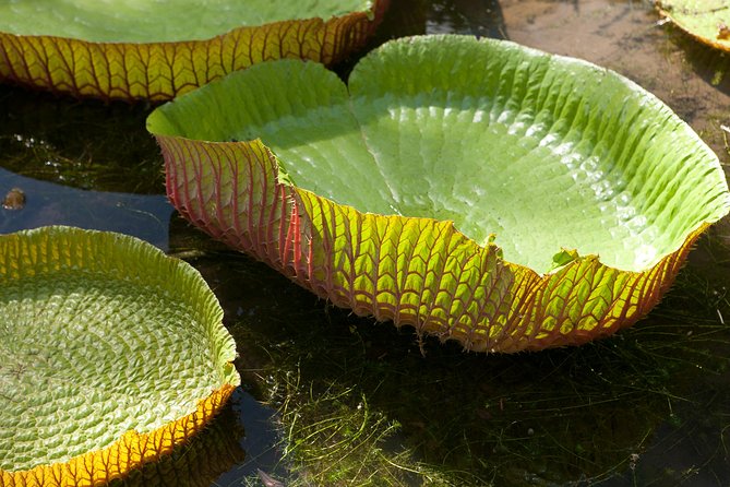 Port Louis and Pamplemousses Garden - A full day trip - Guides can shape the whole day