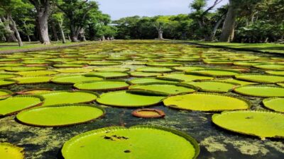 Port Louis Market, Botanical Garden -Northern Mauritius Tour