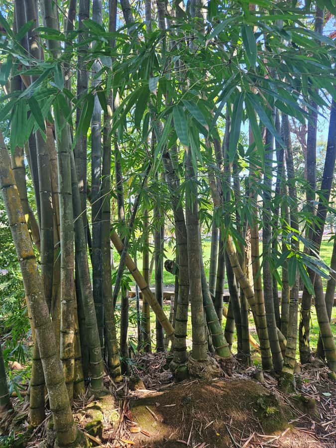 Port Louis: Mont Choisy, Botanical Garden, and Church Tour - The private car and guide experience
