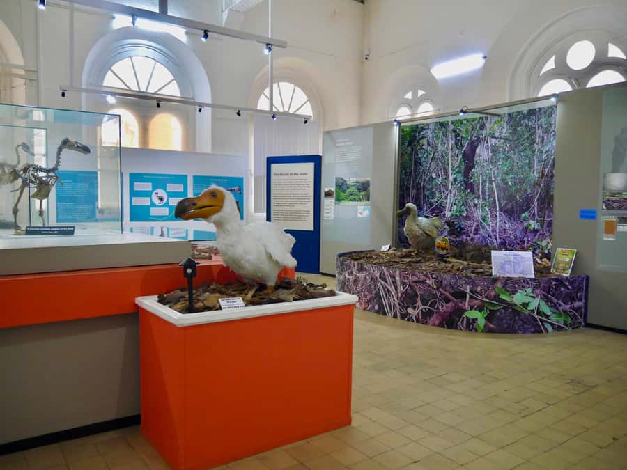 Port Louis: Street Eats and City Highlights Walking Tour - The Natural History Museum and the dodo