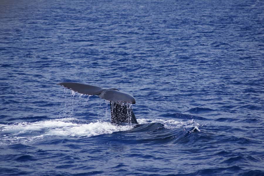 Private Dolphin Encounter and Whale Watching - A five-hour morning from Black River