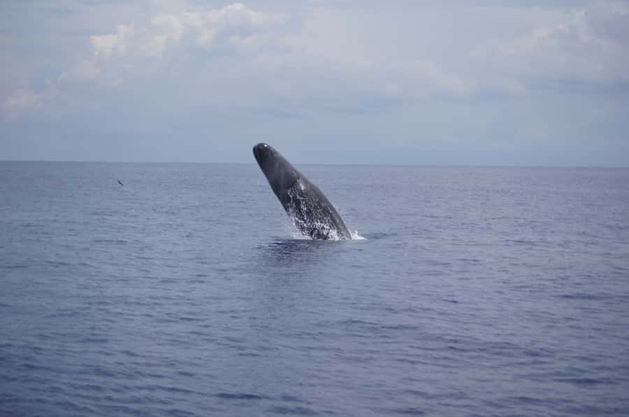 Private Dolphin Encounter and Whale Watching - What the private format really gives you