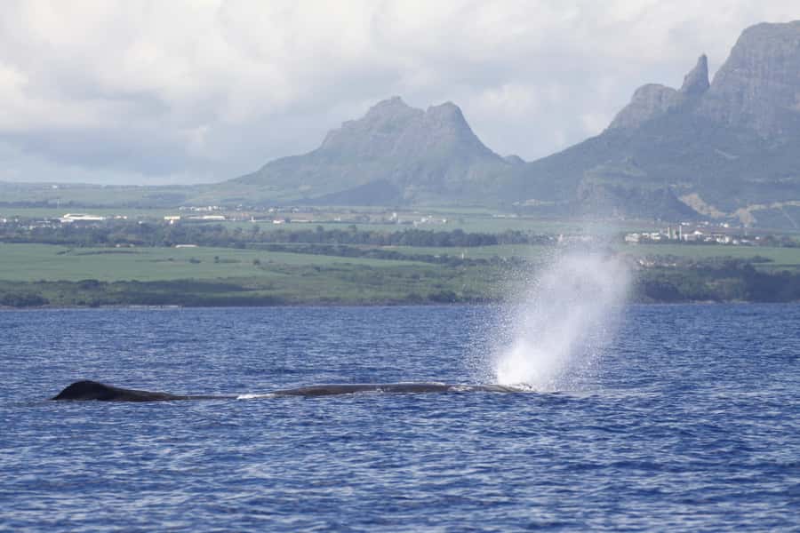 Private Dolphin Encounter and Whale Watching - The dolphin encounter near Mauritius