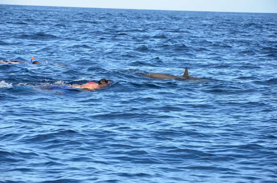 Private Dolphin Snorkeling Tour. Equipment available Free. - What the private boat changes