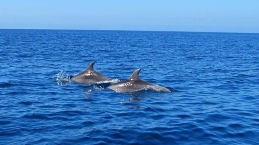 Private Dolphin Swim/Snorkeling & Lunch on Benitiers island - Should you book the $1,150 private boat day?