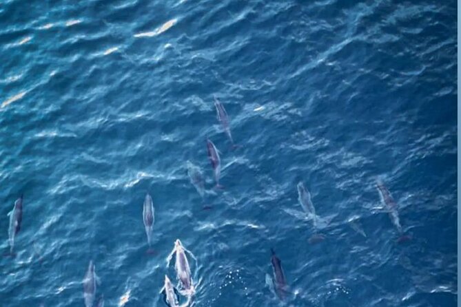 Private Morning Dolphin Watching Snorkeling and Seafood BBQ - Key details at a glance