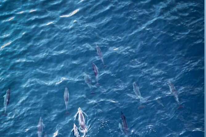 Private Morning Dolphin Watching Snorkeling and Seafood BBQ - Why this private Mauritius trip works so well