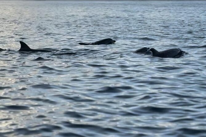Private Morning Dolphin Watching Snorkeling and Seafood BBQ - Snorkeling near Crystal Rock and Le Morne