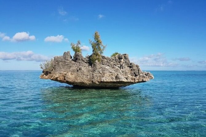 Private Morning Dolphin Watching Snorkeling and Seafood BBQ - Watching bottlenose and spinner dolphins responsibly