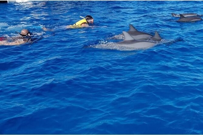 Private Speed Boat Tour and Dolphin Encounter at Ile aux Benitier - Who should book this experience