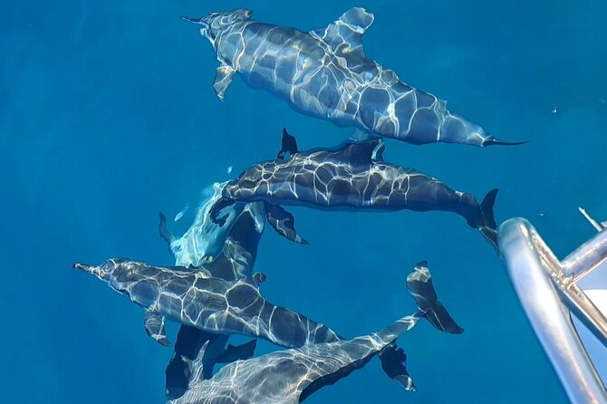 Private sunrise Dolphin with Le Havanah Boat - Key points to know before booking