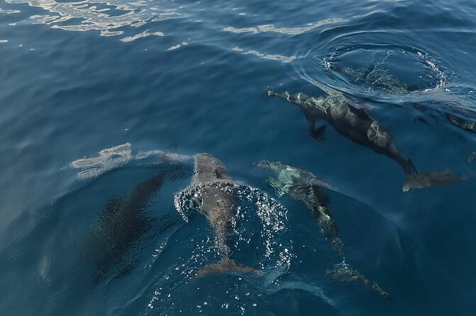 Private sunrise Dolphin with Le Havanah Boat - Breakfast with a sea view