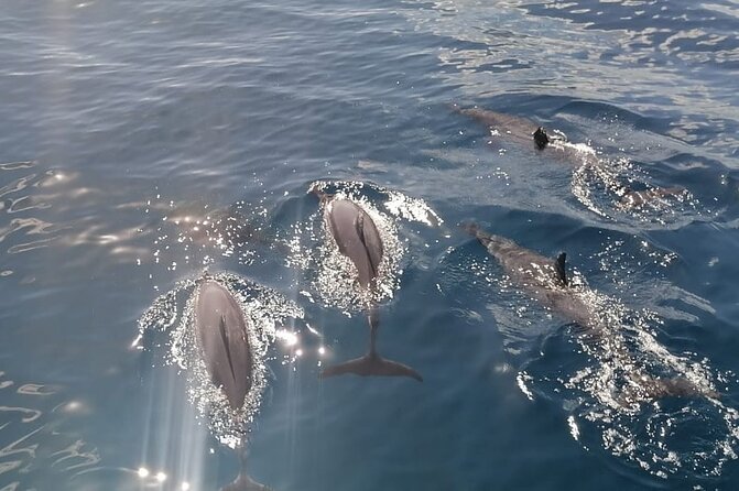 Private sunrise Dolphin with Le Havanah Boat - Why the private price can make sense
