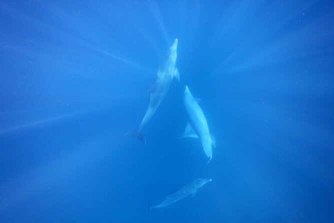 Private sunrise Dolphin with Le Havanah Boat - What the crew adds to the experience