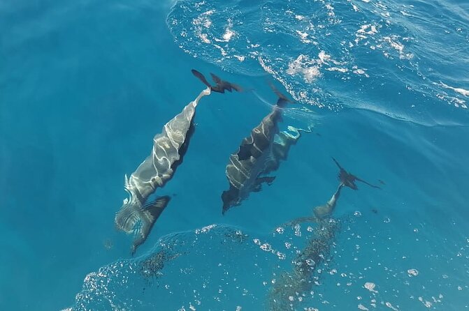 Private sunrise Dolphin with Le Havanah Boat - Who will enjoy this most