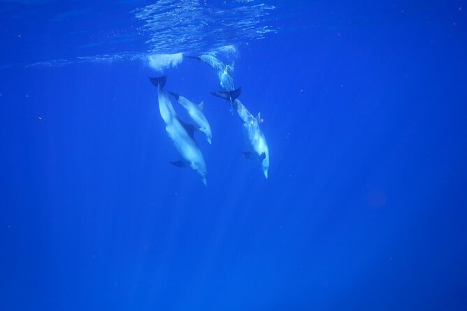 Private sunrise Dolphin with Le Havanah Boat - Snorkeling and the turtle highlight