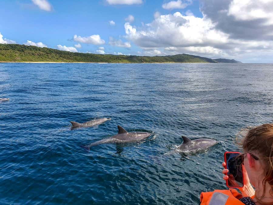 Private Sunset Dinner with Snorkeling on the west coast - A morning built around dolphins and open water