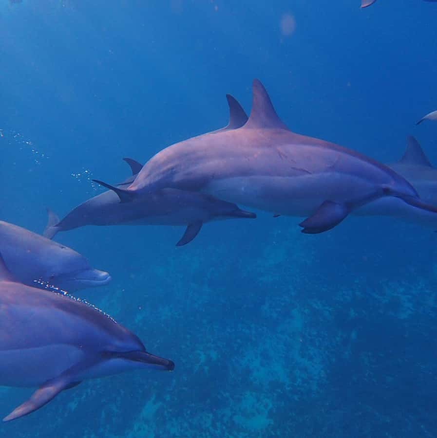 Private :Whales and dolphins watching/Swimming with dolphins - Leaving Le Morne for a private morning on the water