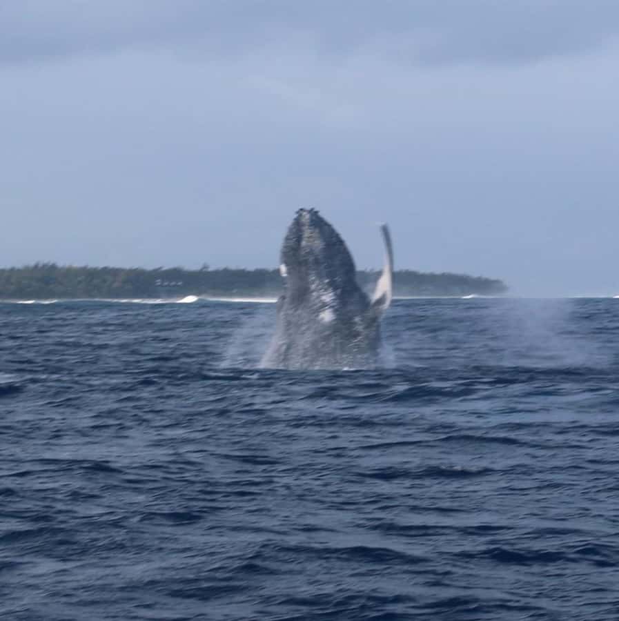 Private :Whales and dolphins watching/Swimming with dolphins - Watching dolphins in their natural setting
