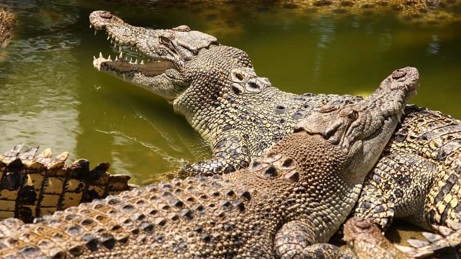 Riambel: South Tour w/ Crocodile Park & Seven Colored Earth - Key points before you book