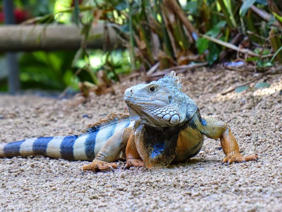 Riambel: South Tour w/ Crocodile Park & Seven Colored Earth - Why this South Mauritius tour works