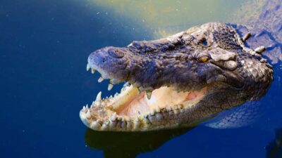 Riambel: South Tour w/ Crocodile Park & Seven Colored Earth