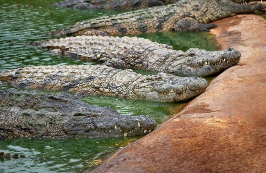 Riambel: South Tour w/ Crocodile Park & Seven Colored Earth - A Mauritian lunch breaks up the sightseeing