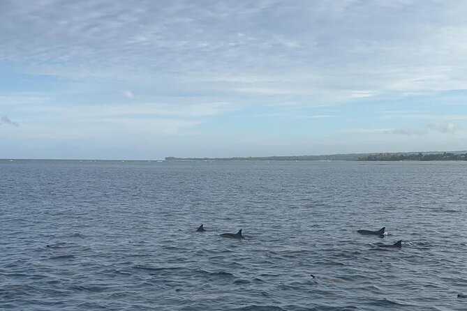 Shared 10 Pax Boat Tour: Dolphin Watching, Snorkelling and BBQ - Why the 6 am start matters