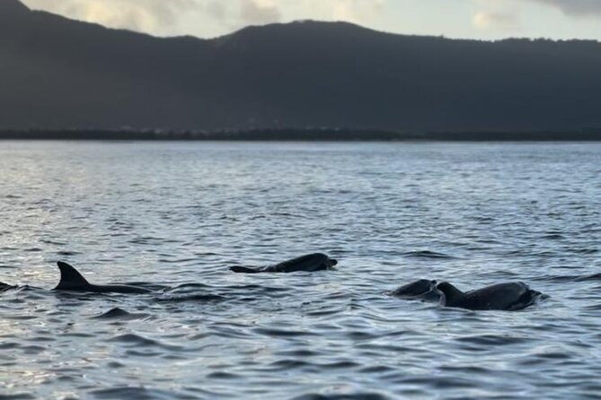 Shared 10 Pax Boat Tour: Dolphin Watching, Snorkelling and BBQ - The skipper and the feel of a small boat