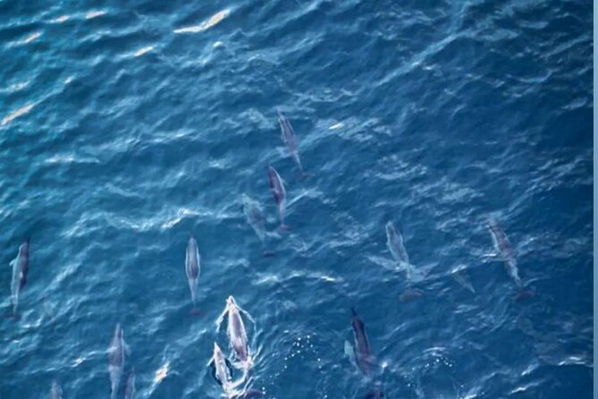 Shared 10 Pax Boat Tour: Dolphin Watching, Snorkelling and BBQ - Snorkelling near coral reefs and Crystal Rock