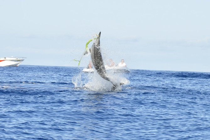 Shared Dolphin Encounter in Mauritius - Key points to know before you go
