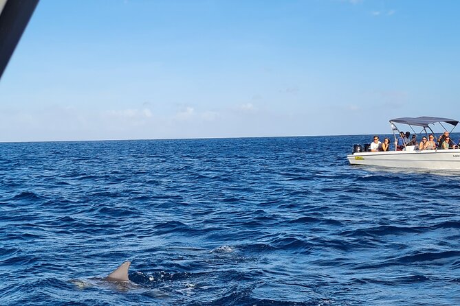 Snorkel with Dolphins, Lunch on Benitiers island, Speedboat - Why this west Mauritius trip works well