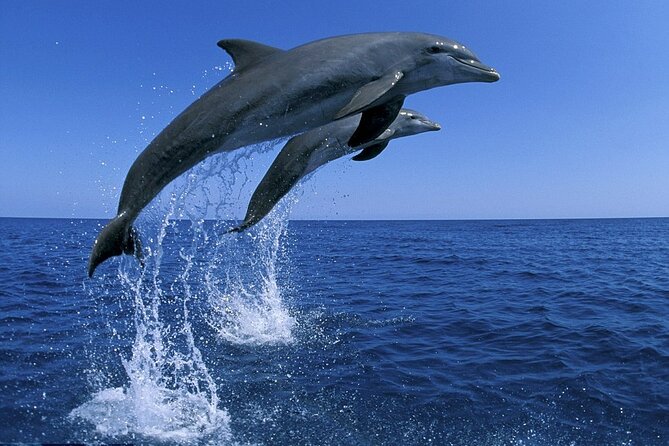 Snorkel with Dolphins, Lunch on Benitiers island, Speedboat - Crystal Rock adds a second water stop