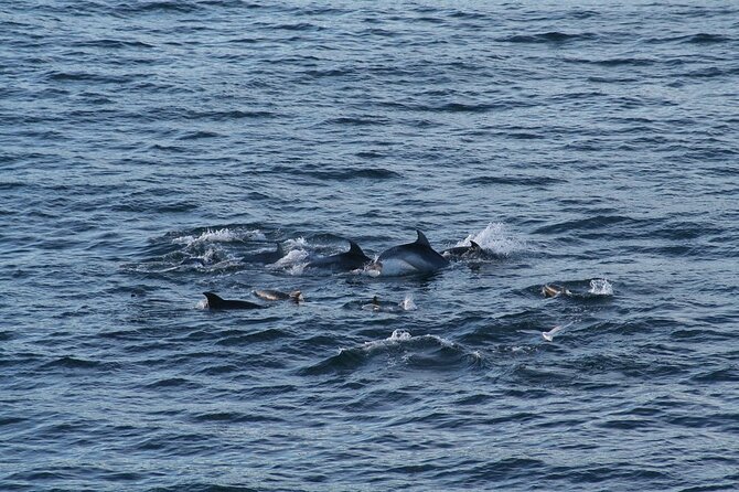 Snorkel with Dolphins, Lunch on Benitiers island, Speedboat - Is $64.79 good value?