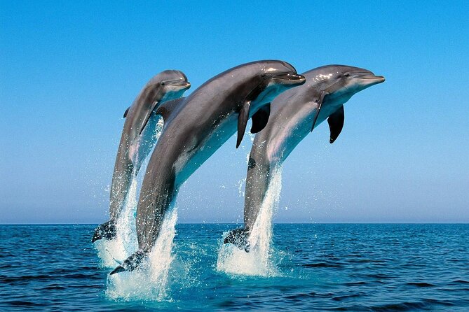 Snorkel with Dolphins, Lunch on Benitiers island, Speedboat - Who should book this experience?