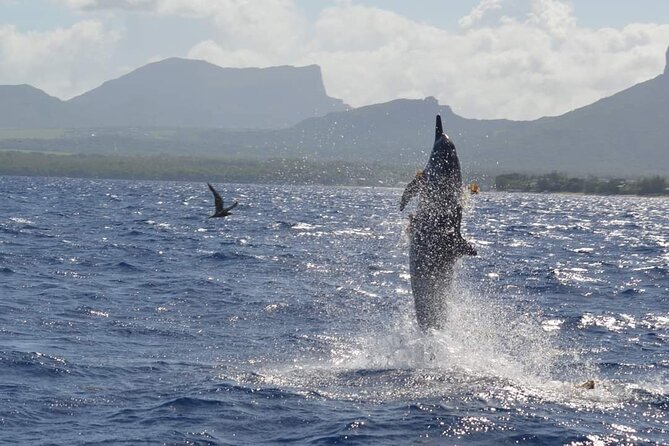 Snorkel with Dolphins, Lunch on Benitiers island, Speedboat - Tamarin Bay and the dolphin encounter