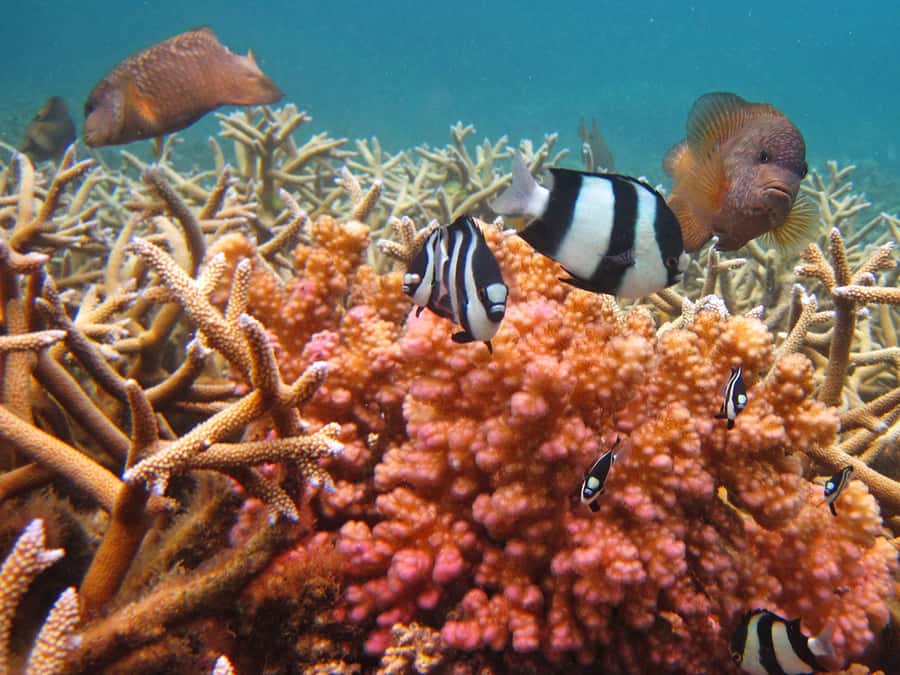 Snorkeling Excursion in Blue Bay Marine Park - Equipment, swimming, and comfort