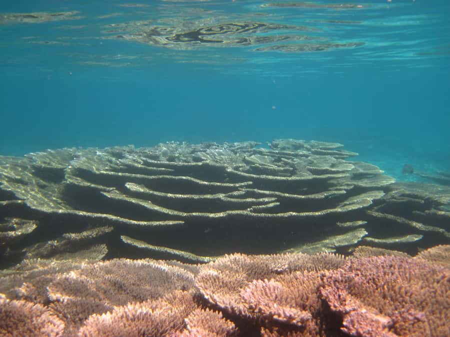 Snorkeling Excursion in Blue Bay Marine Park - How the $29 price holds up