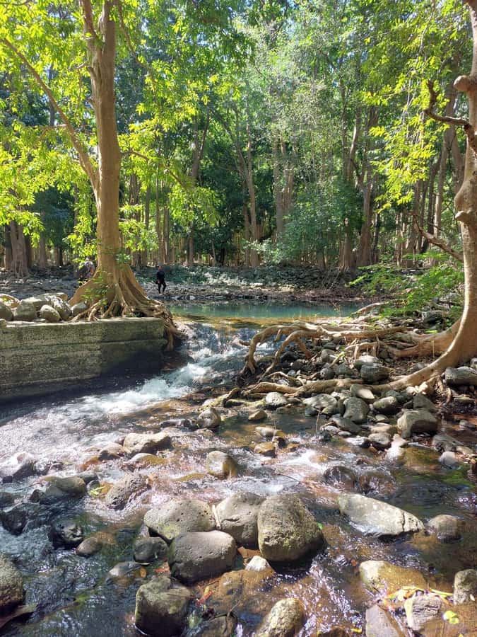 South West Tour Of Mauritius - Forest, rivers, and waterfalls in the southwest