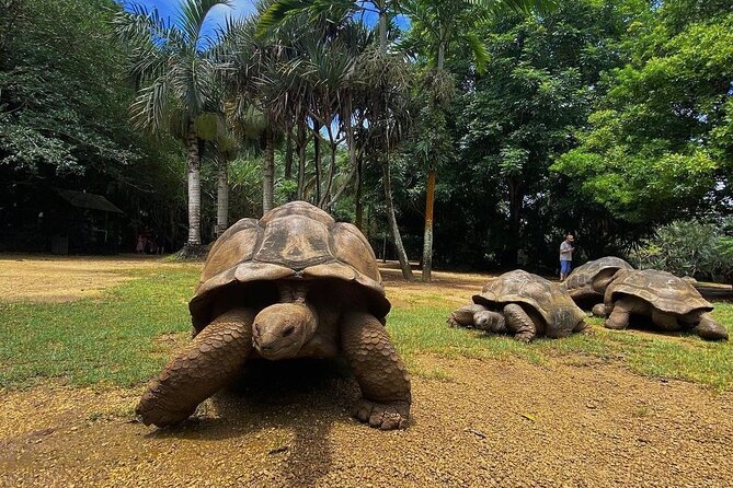 Southern Tales: Full-day incl Crocodile Park & 23 Colored Earth - What the $141.90 price really buys you