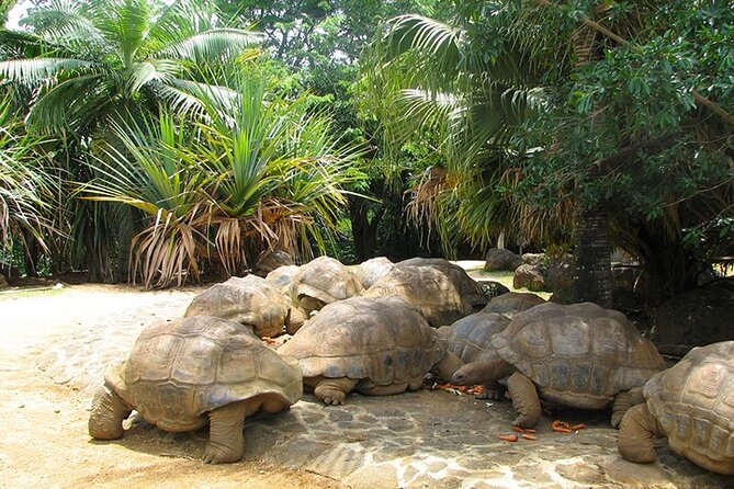 Southern Tales: Full-day incl Crocodile Park & 23 Colored Earth - Alexandra Falls and Black River Gorges deliver the big views