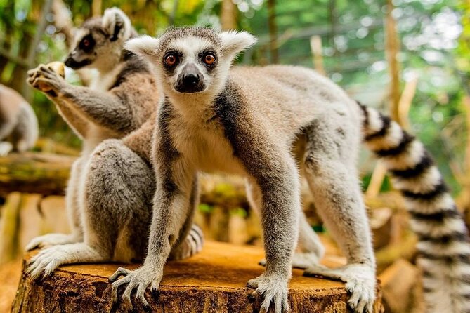 Southern Tales: Full-day incl Crocodile Park & 23 Colored Earth - Mauritian lunch in Souillac breaks up the driving