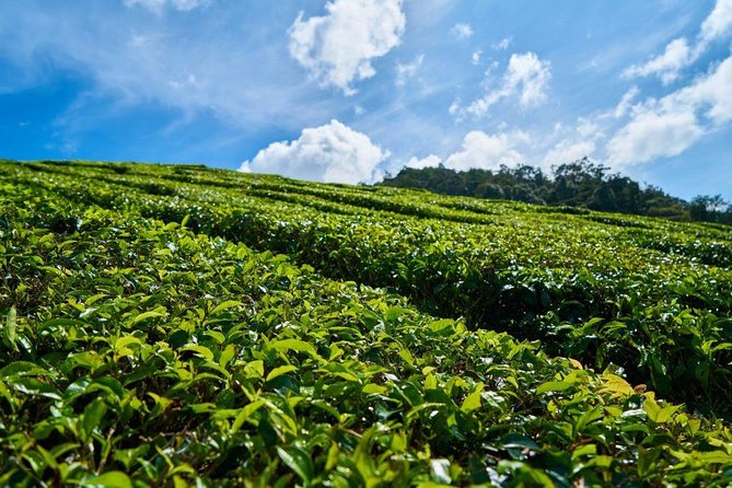 Southern Treasures: Bois Cherri Tea Factory & 23-Colored Earth - Why this southern Mauritius route works