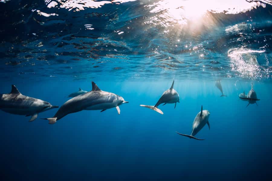 Speedboat to Ile aux Benitier: Dolphin Encounter & Lunch - Is $70 a fair price?