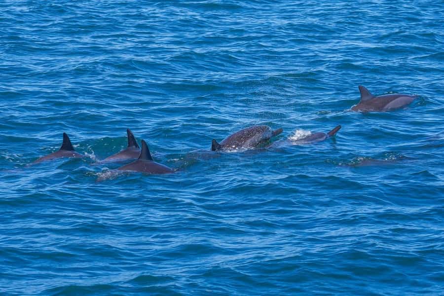 Speedboat to Ile aux Benitier: Dolphin Encounter & Lunch - The dolphin encounter in Tamarin Bay