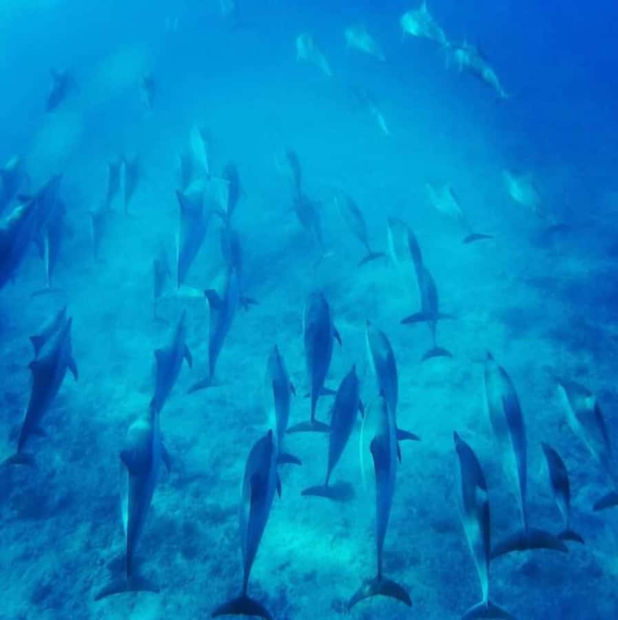 Sunrise Dolphins Watching and swimming Snorkel& Crystal rock - Swimming with dolphins in open water