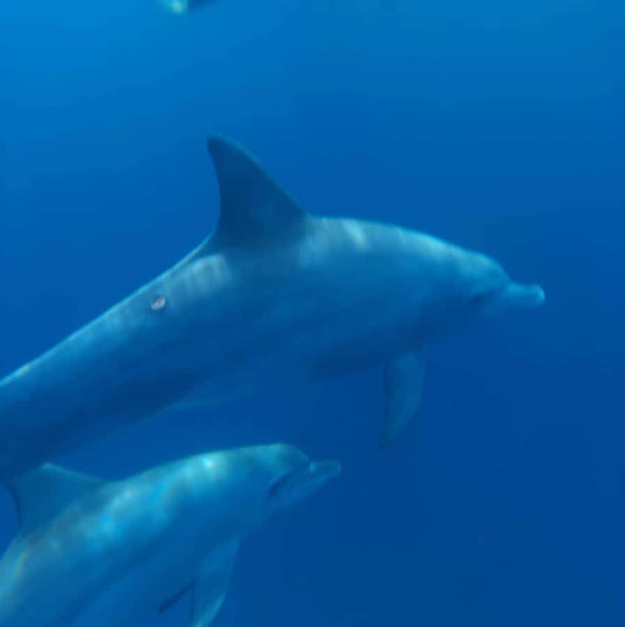 Sunrise Dolphins Watching and swimming Snorkel& Crystal rock - Crystal Rock snorkeling beneath Le Morne