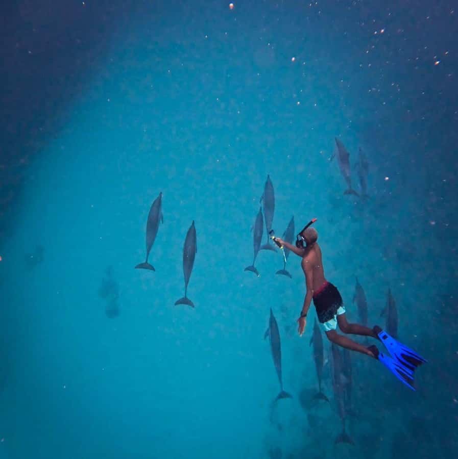 Sunrise Dolphins Watching and swimming Snorkel& Crystal rock - A private boat changes the value calculation