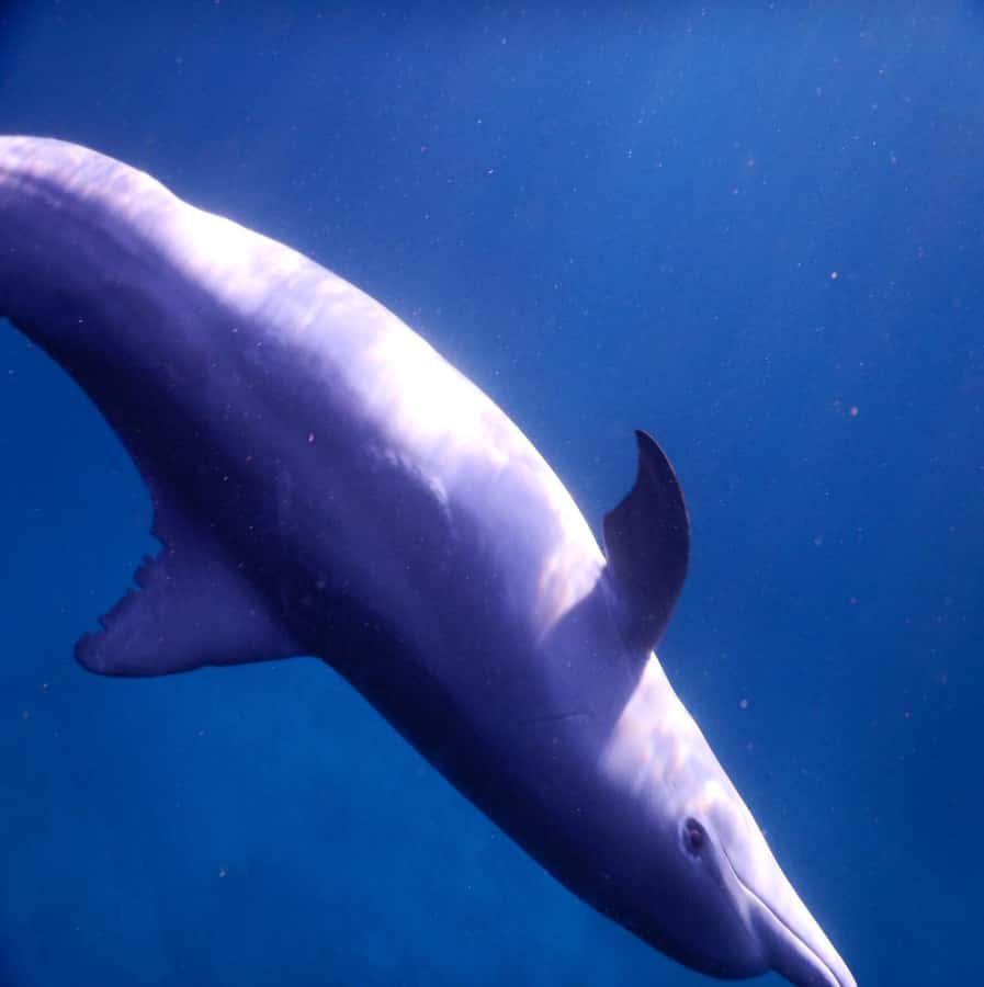 Sunrise Dolphins Watching and swimming Snorkel& Crystal rock - What to pack for a smooth morning